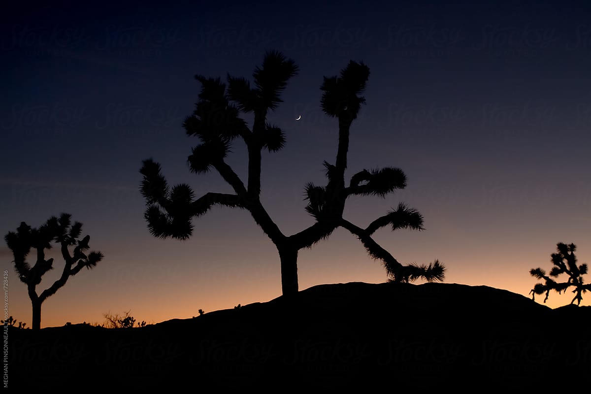 Dreamy Sunset with Silhouetted Joshua Trees