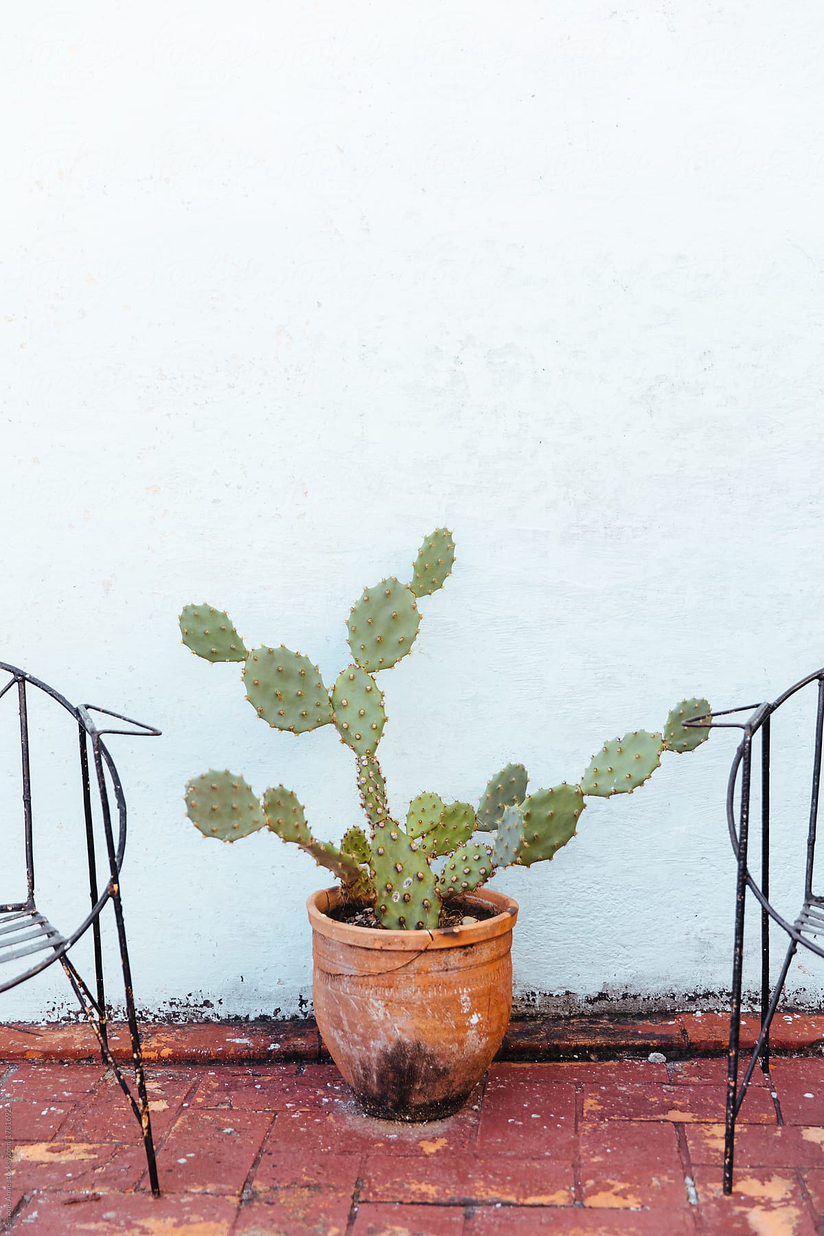 Cactus sits on the red, brick floor between two wire chairs