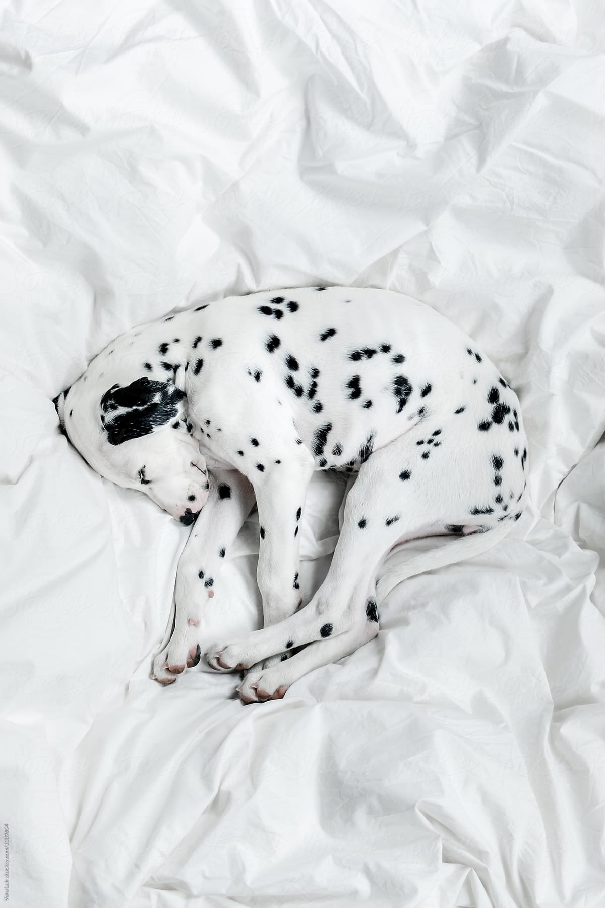 Dalmatian puppy making a nap