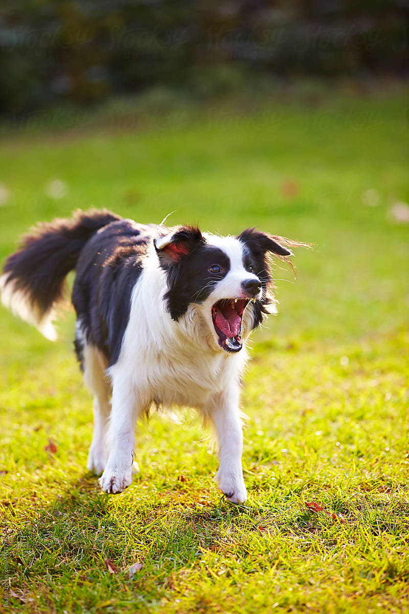 angry border collie outdoor