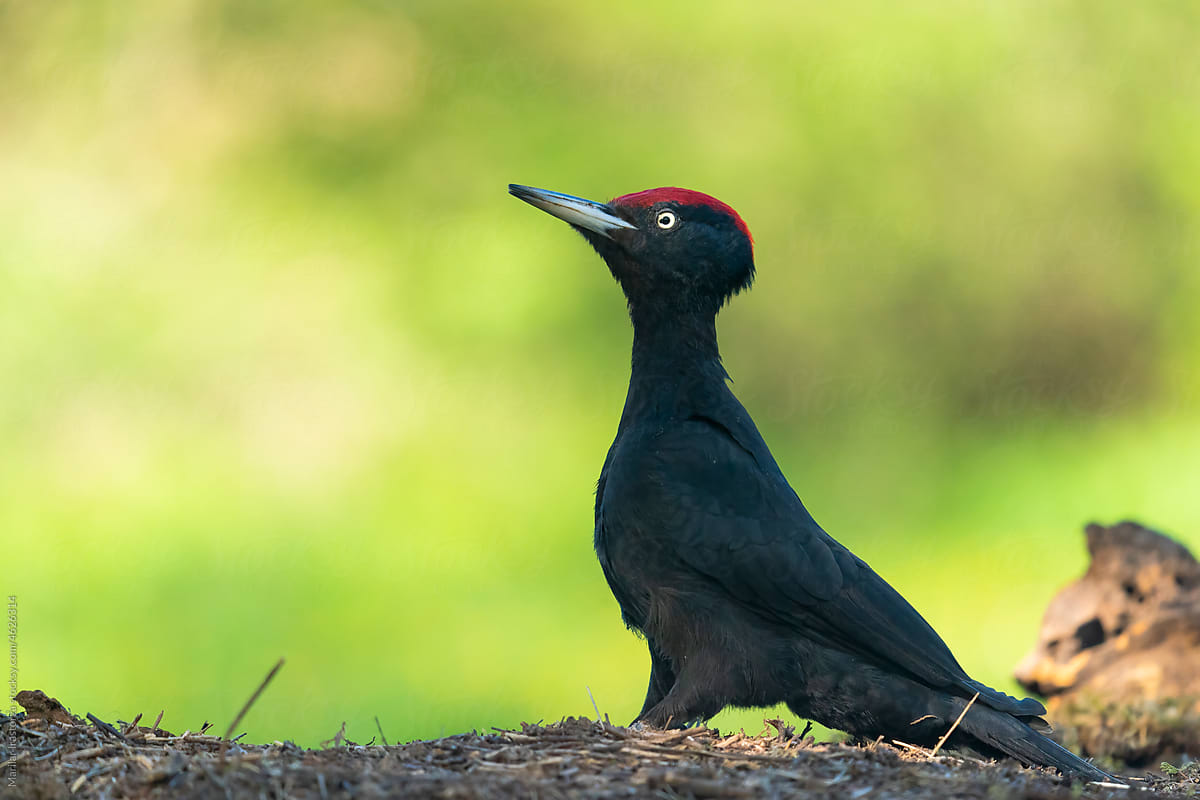 Cute Male Black Woodpecker In His Habitat