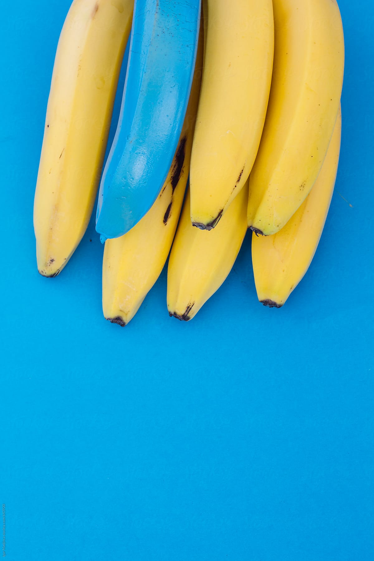 Cluster Of Yellow Bananas On A Blue Background And One Blue by Stocksy  Contributor Igor Madjinca - Stocksy