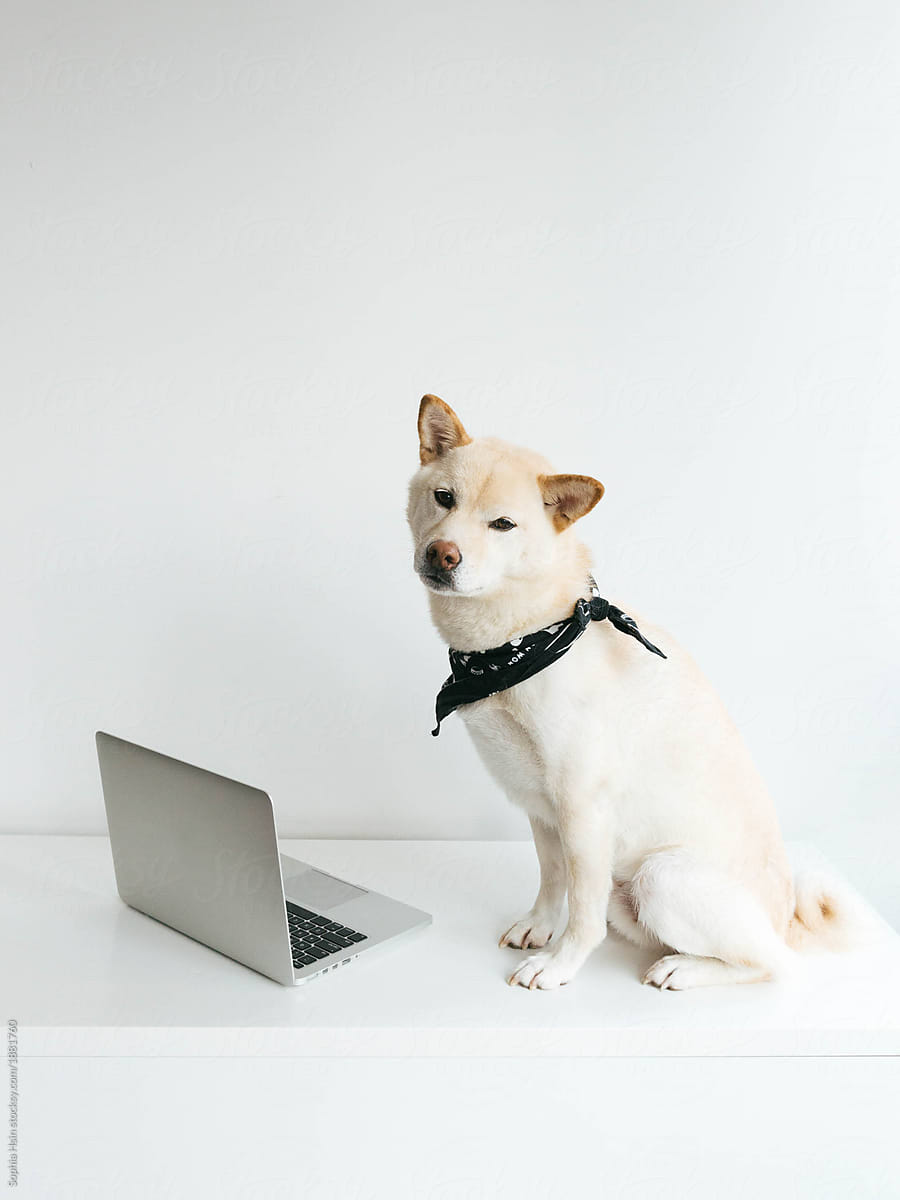 Freelance Shiba Inu Dog sitting on computer desk working away