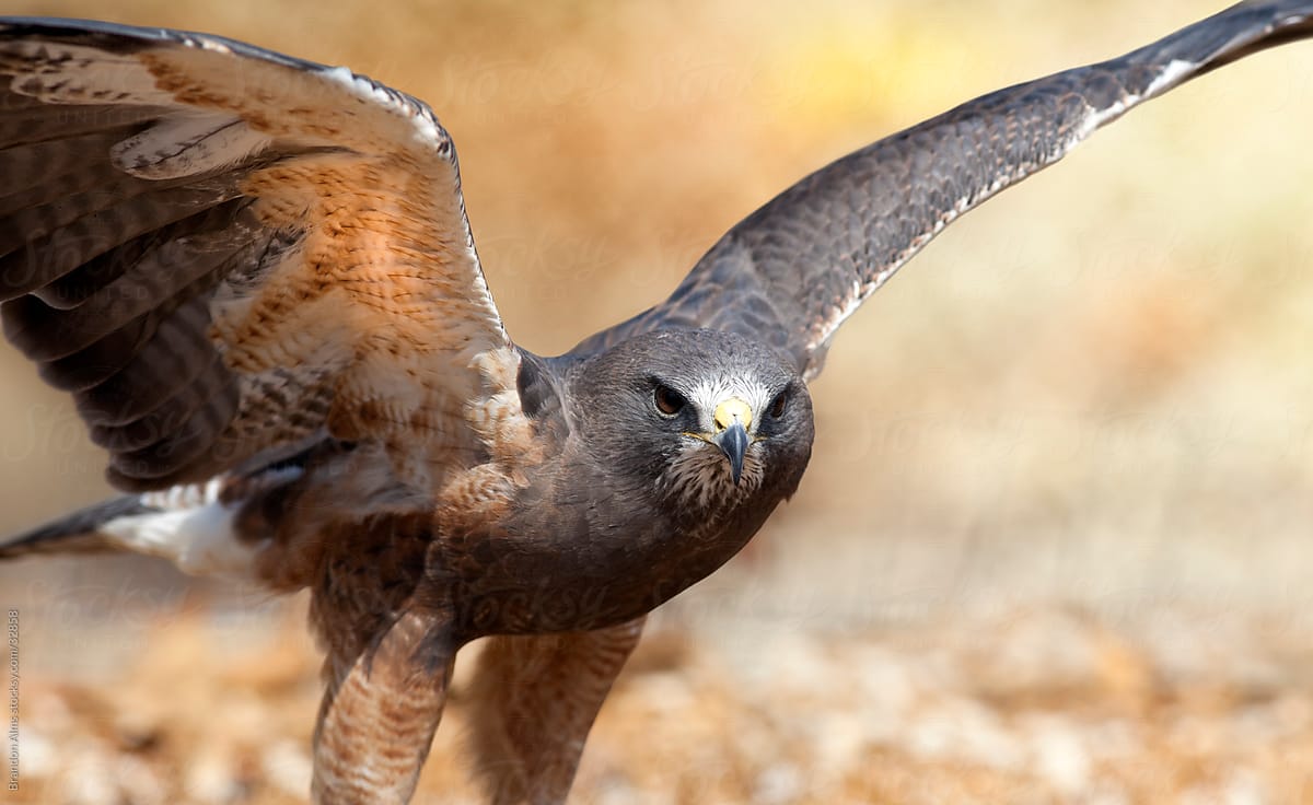 Closeup of a Swainson's Hawk Coming in for a Landing