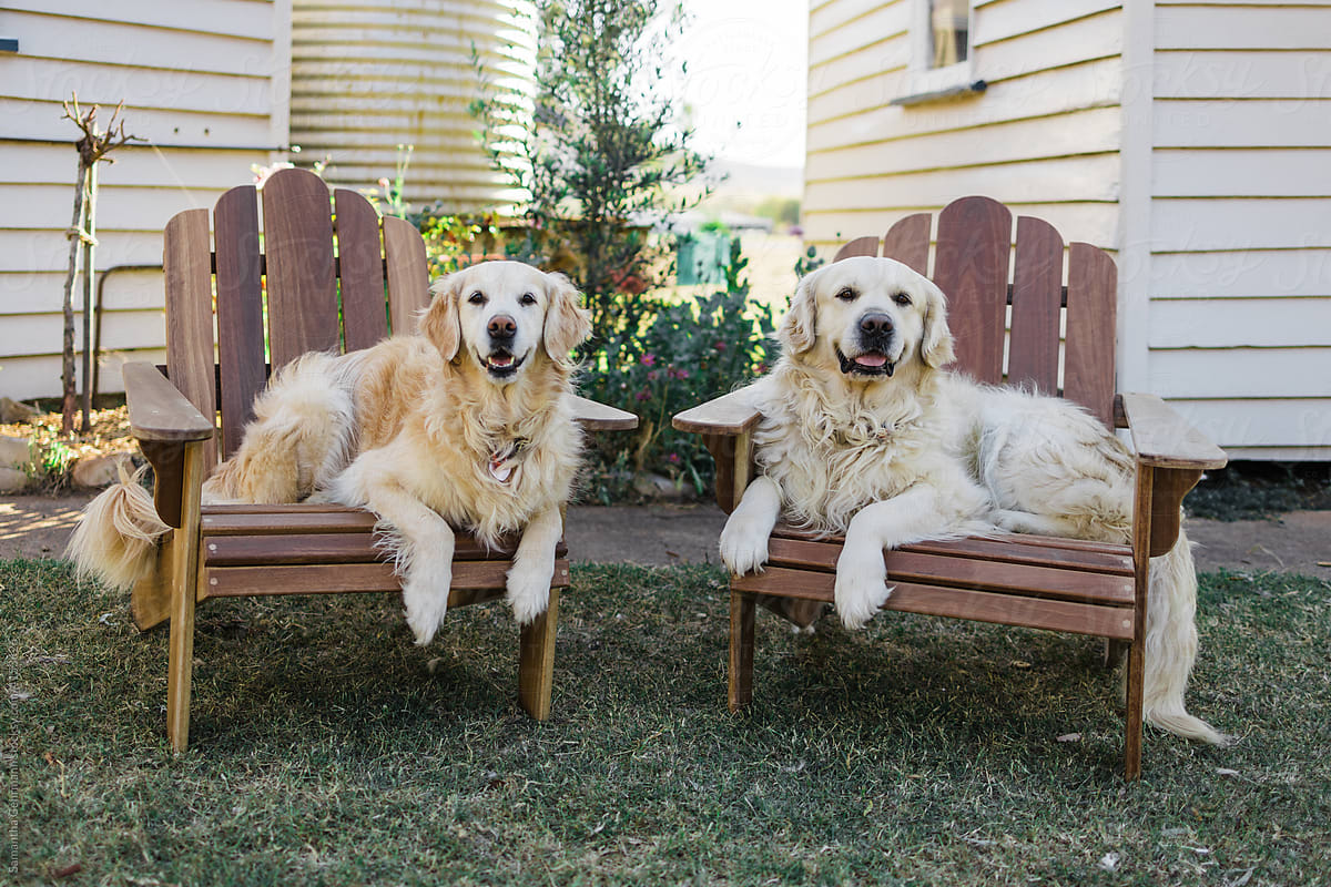 golden retrievers seated on chairs