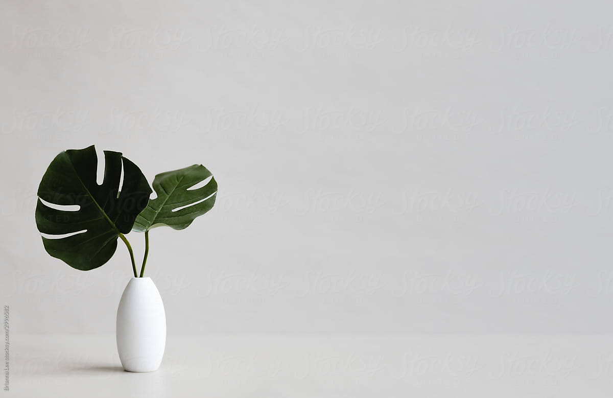 Monstera Plant in White Vase on Desk
