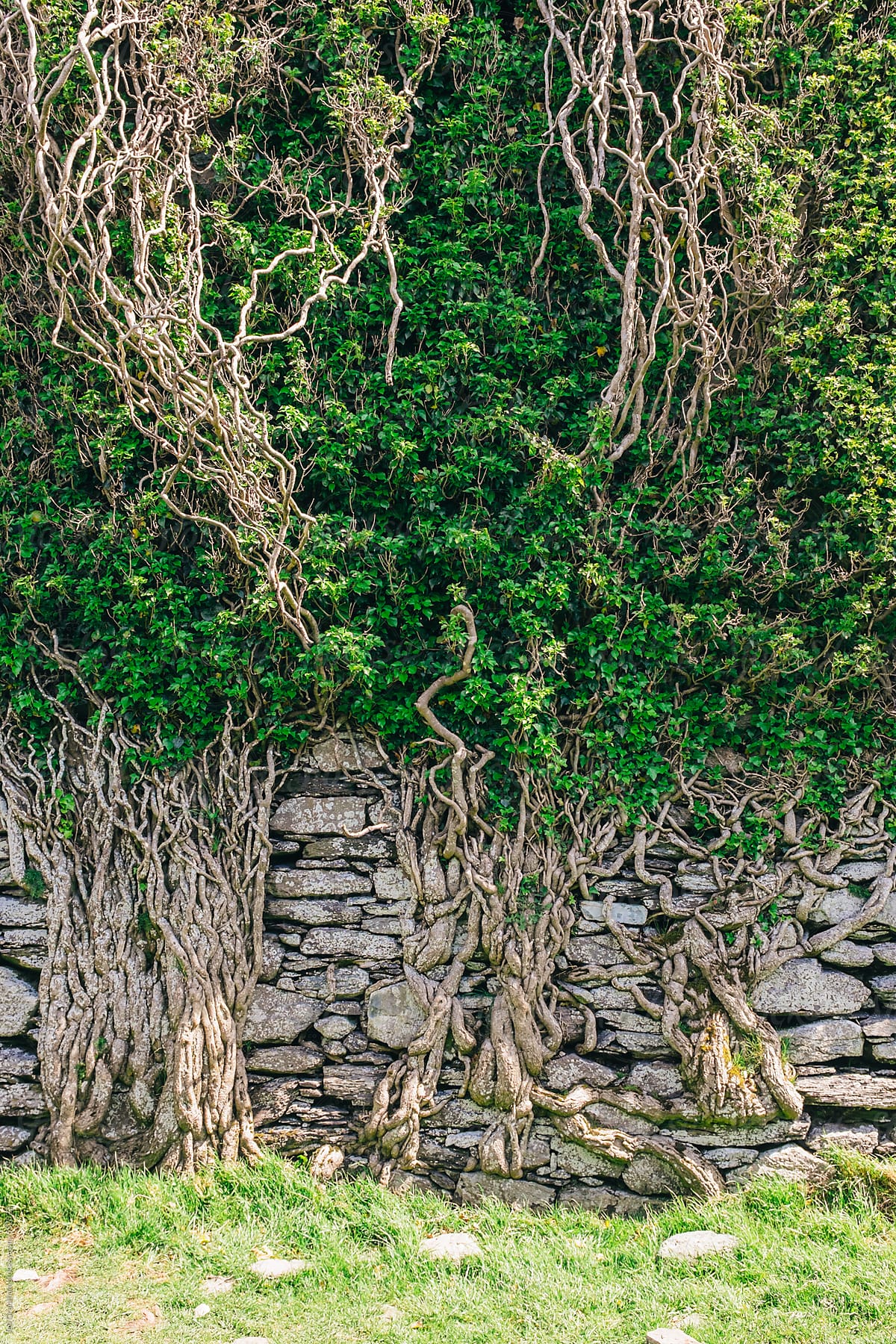 Vines growing on Ballycarbery Castle