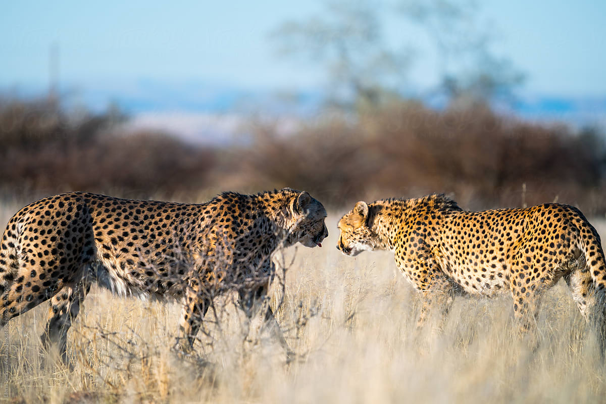 Couple of beautiful Cheetah Looking For A Prey In The African Savanna