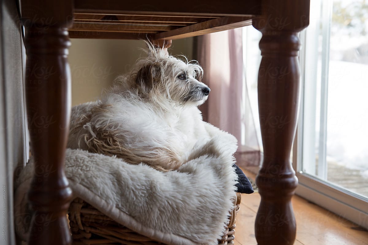 Jack Russell Terrier in a basket under a table