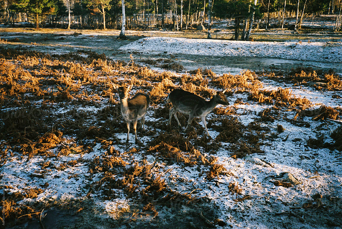 Deer in the Winter's Glow