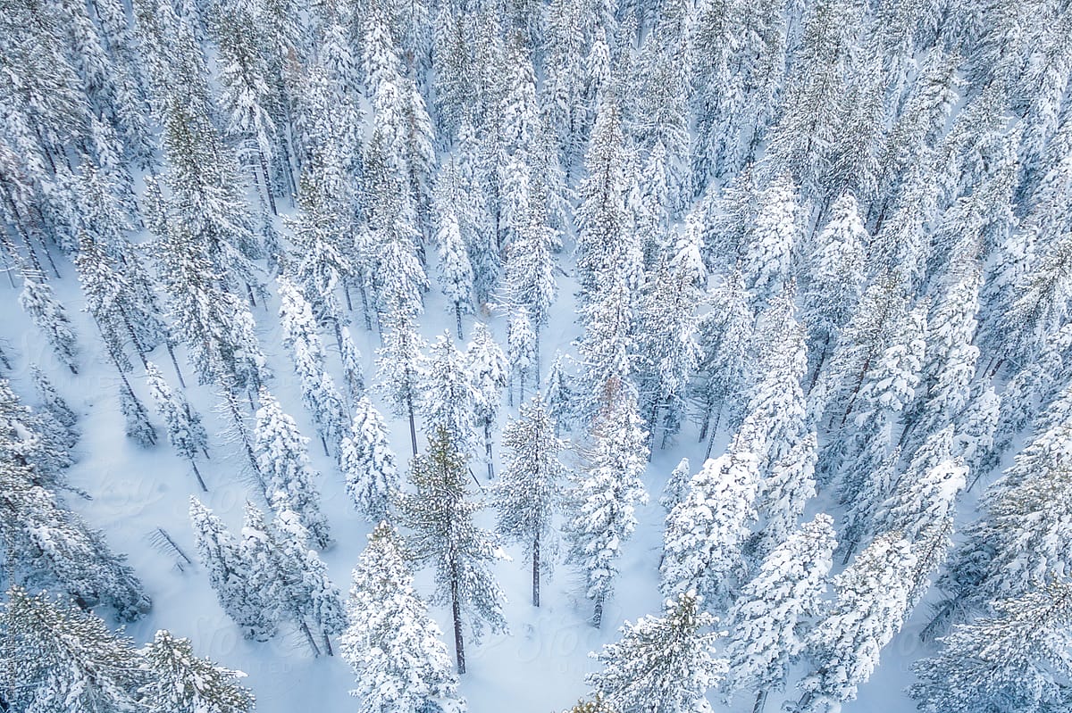 Aerial Winter Forest