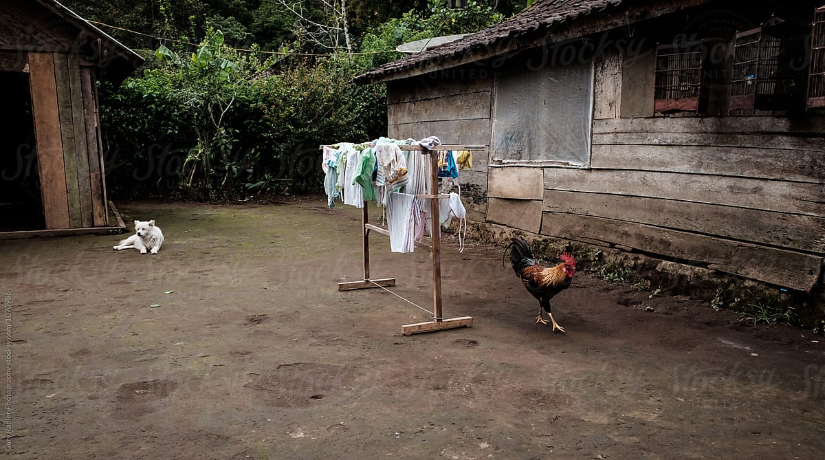 Dog and Rooster and Clothes Drying in an Asian Yard