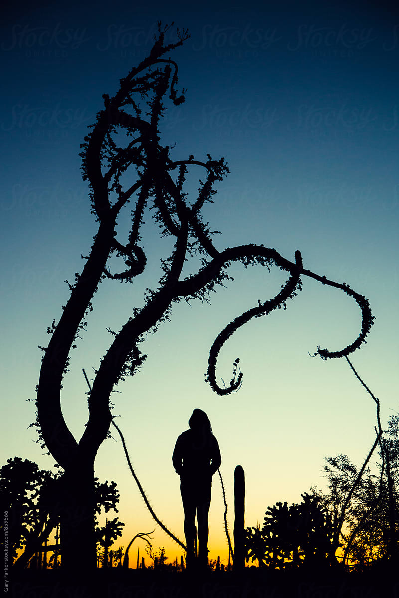 A girl standing underneath a twisting desert tree silhouetted as the sun goes down