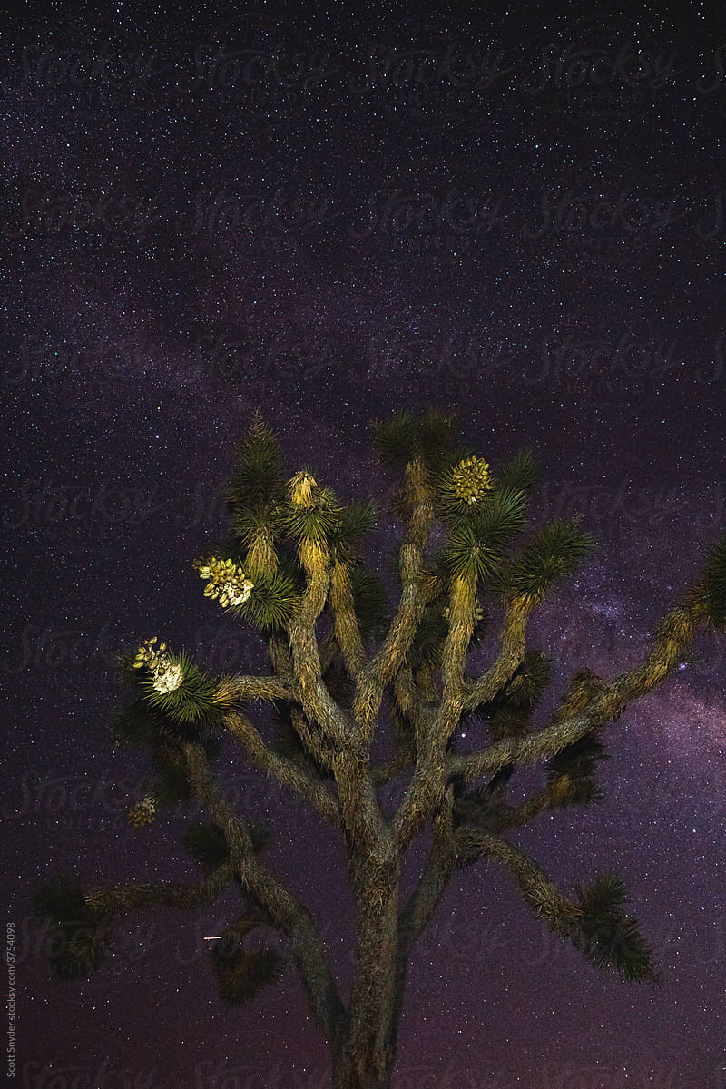 Joshua Tree with Starry Night Sky
