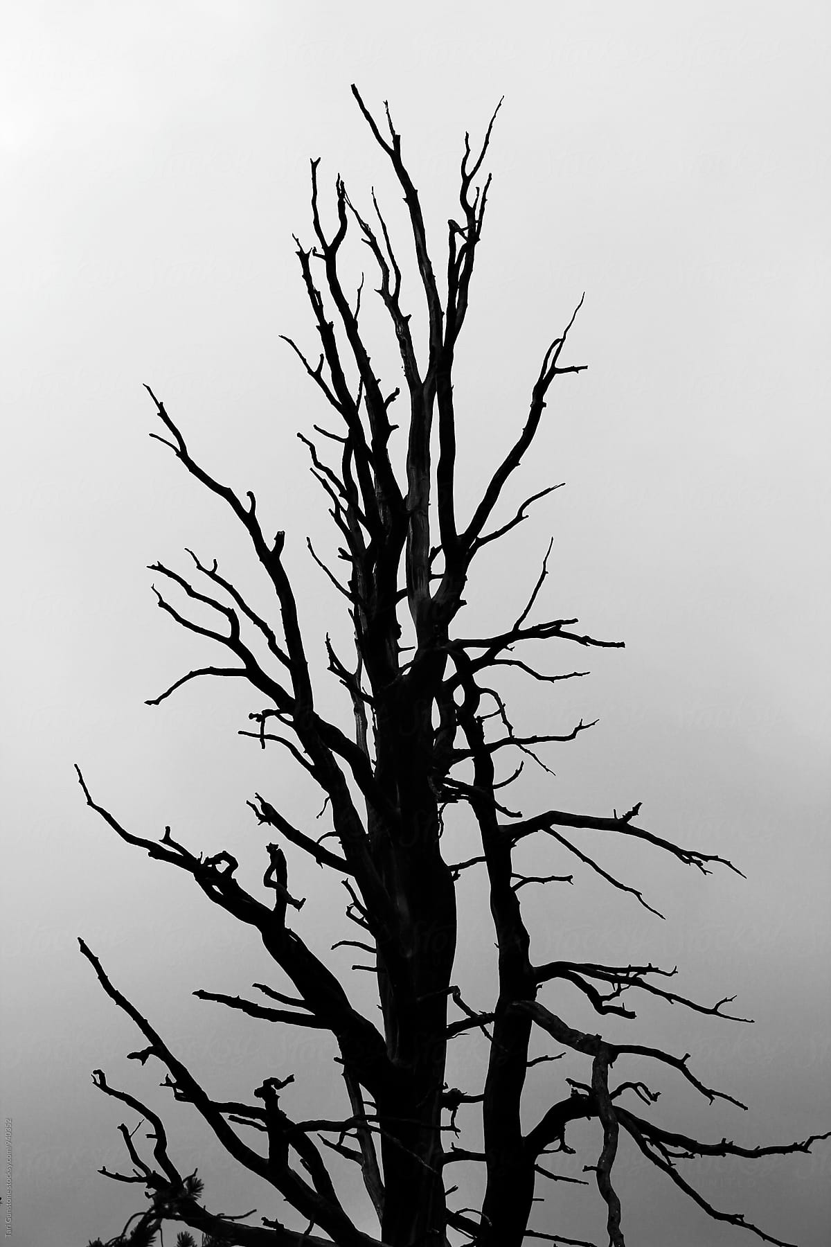 Dramatic silhouette of tree in stormy weather