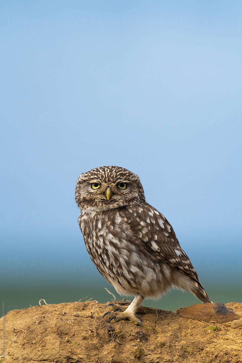 Cute Little Owl, Vertical Portrait