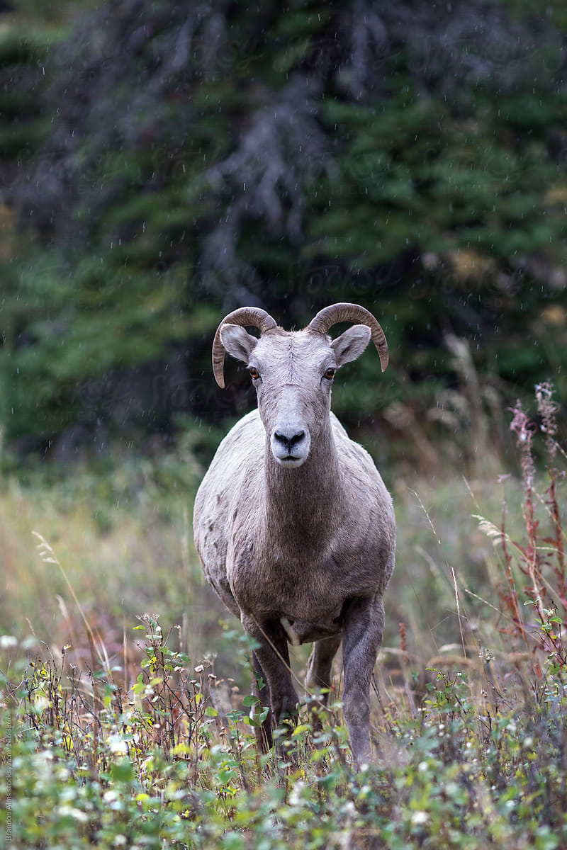 Female Bighorn Sheep Looking Directly at the camera.