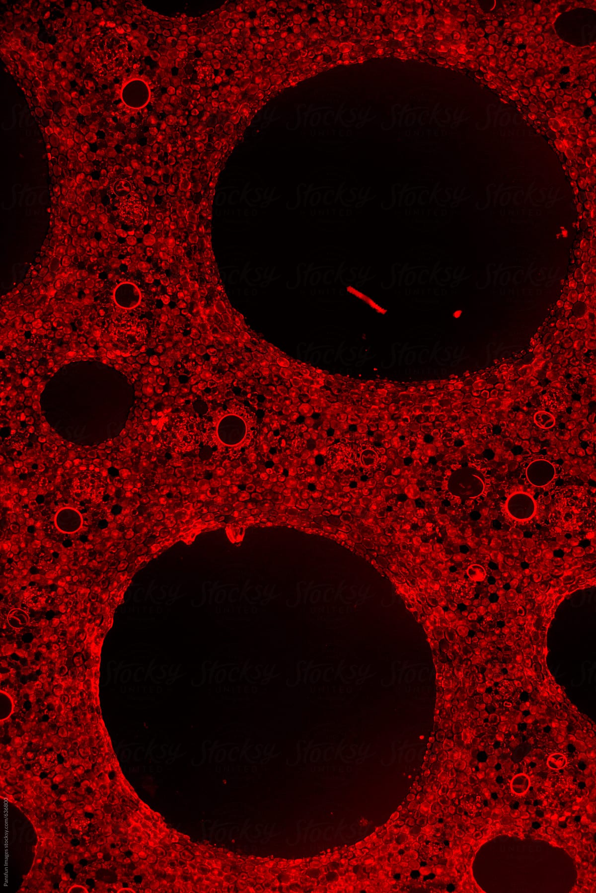 red fluorescent light of plant cells, micrograph
