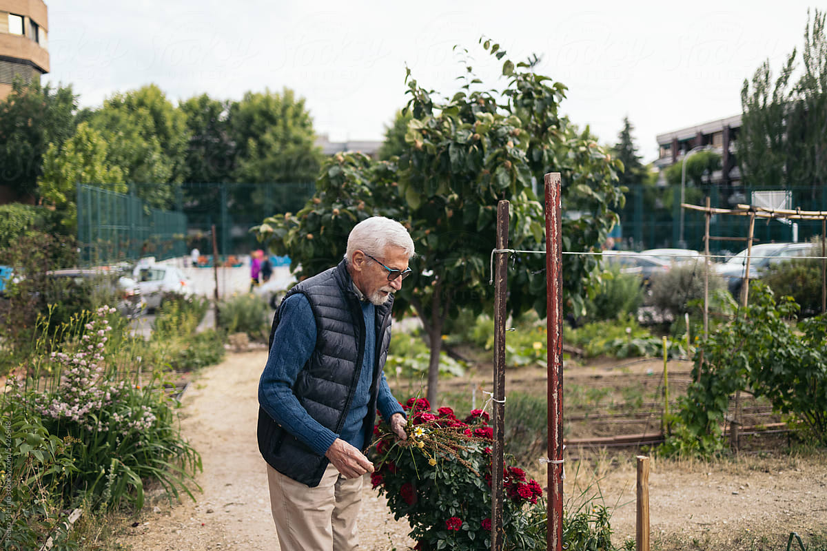 Senior man working in a collaborative urban orchard