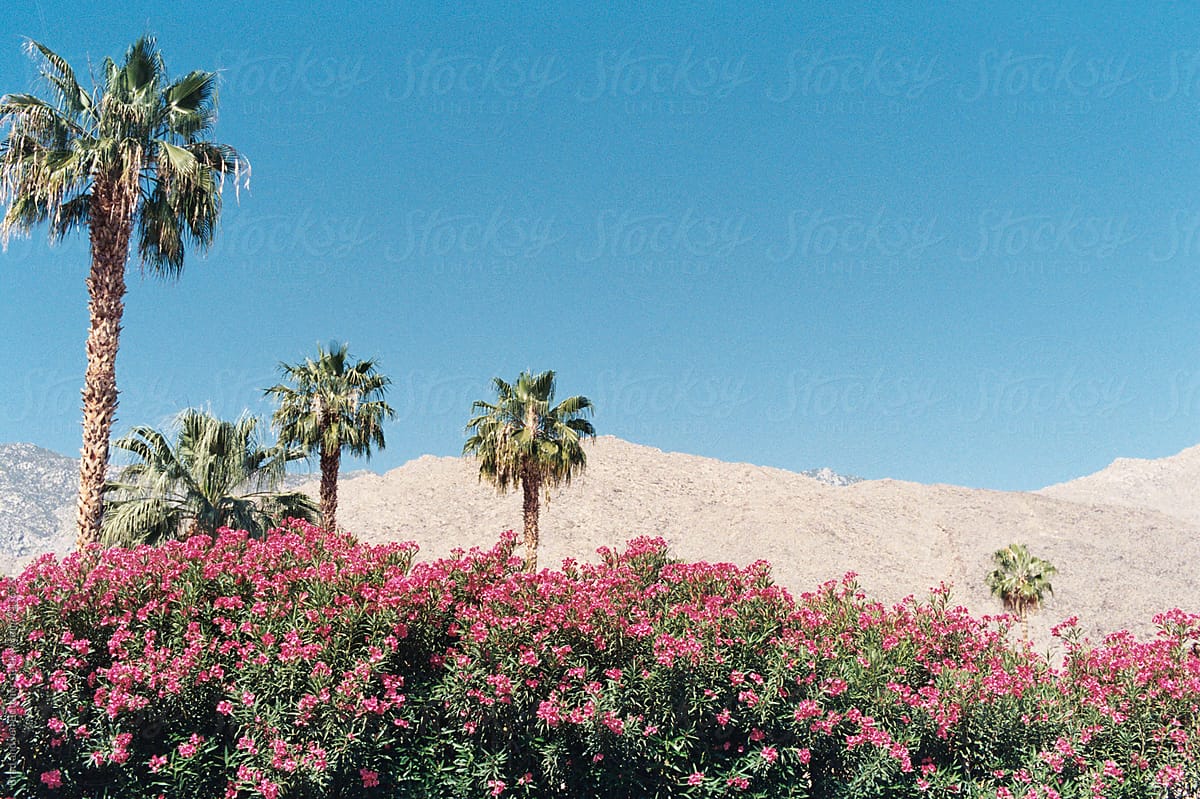 Desert Palms and Flowers