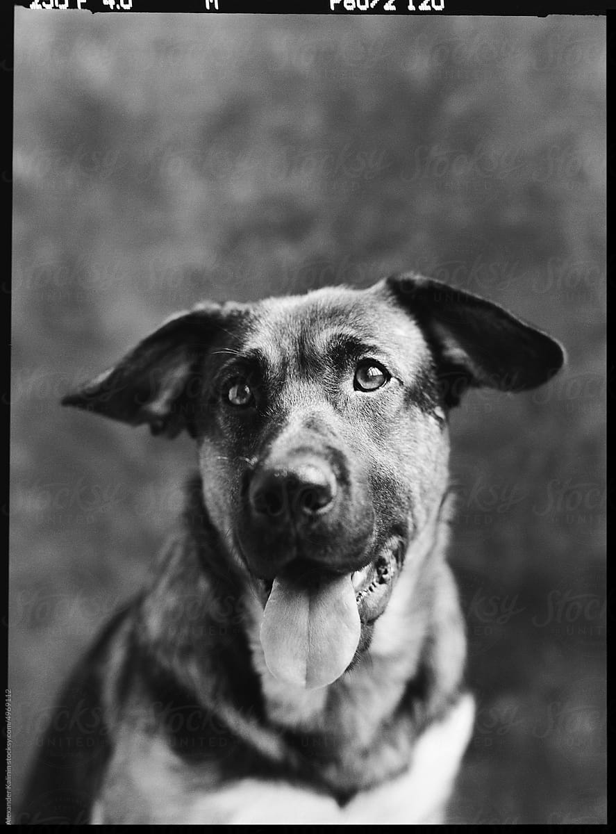 Studio portrait of a Dog