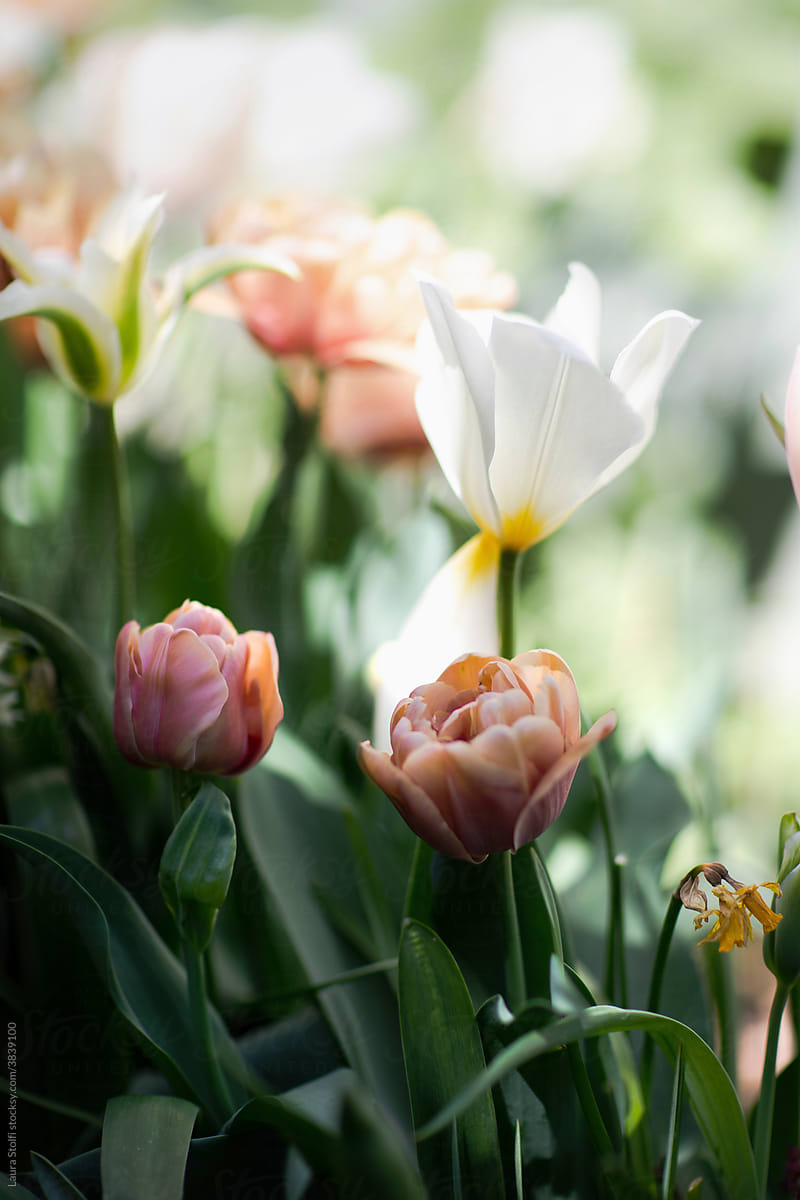 Elegant tulip flowers outdoors