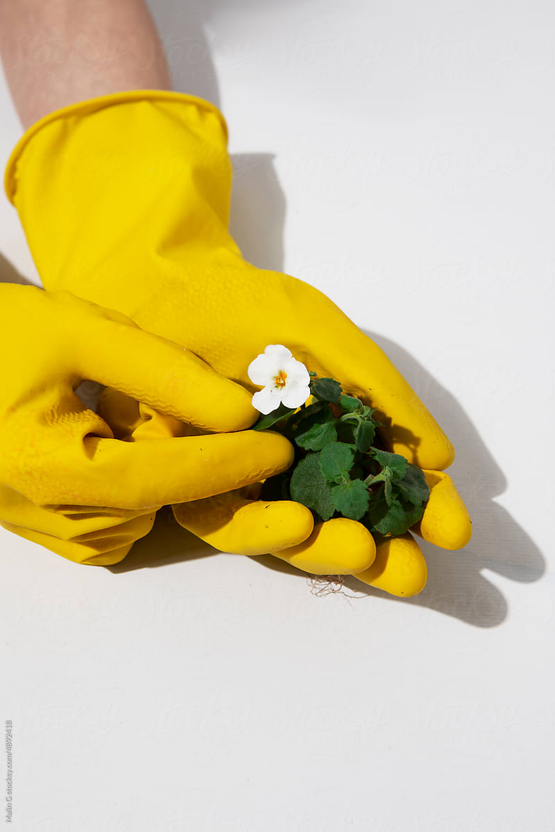 Hands holding a white flower