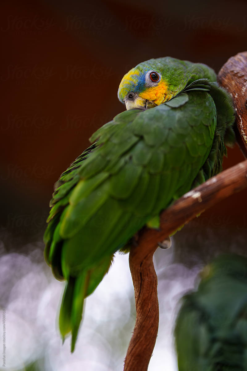 Portrait of parrot pet
