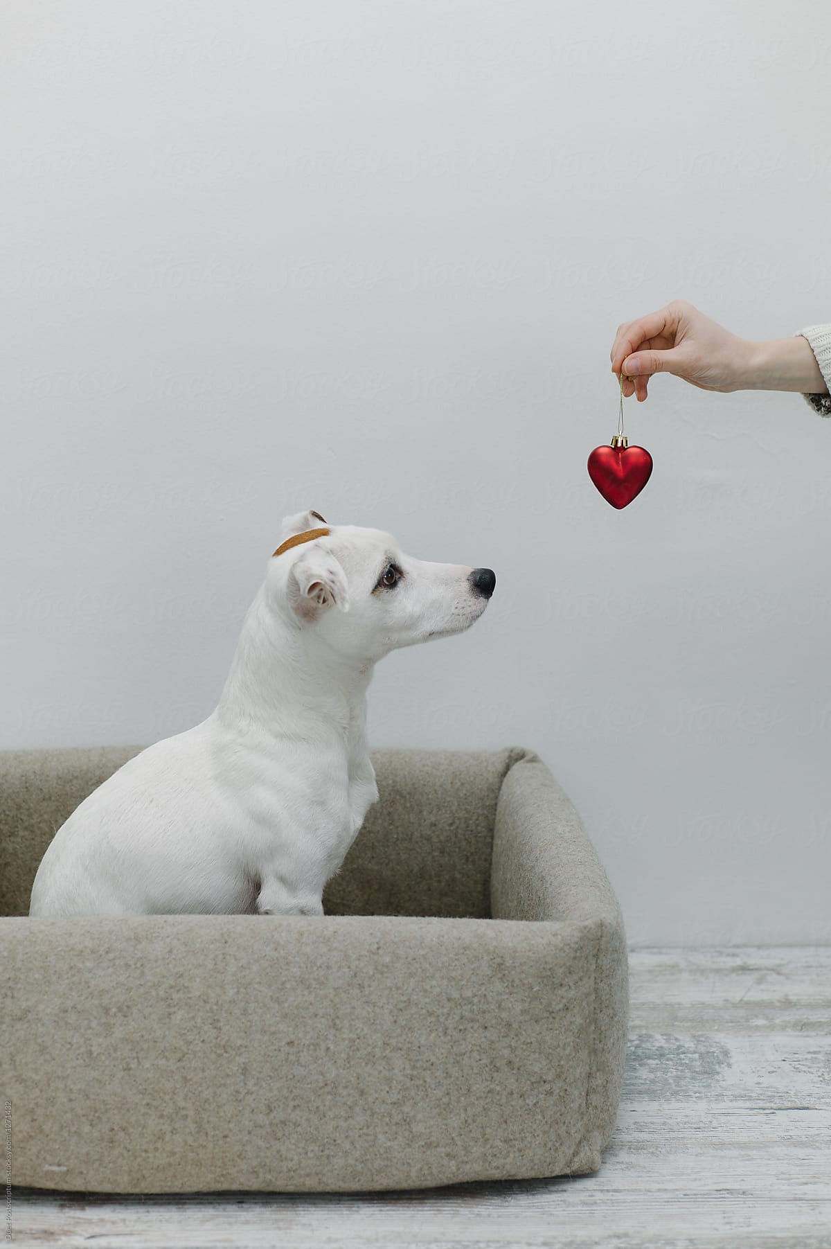 A dog looking at toy heart