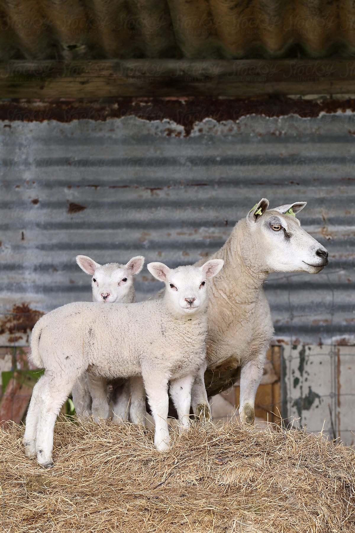 Mother sheep and two young lambs