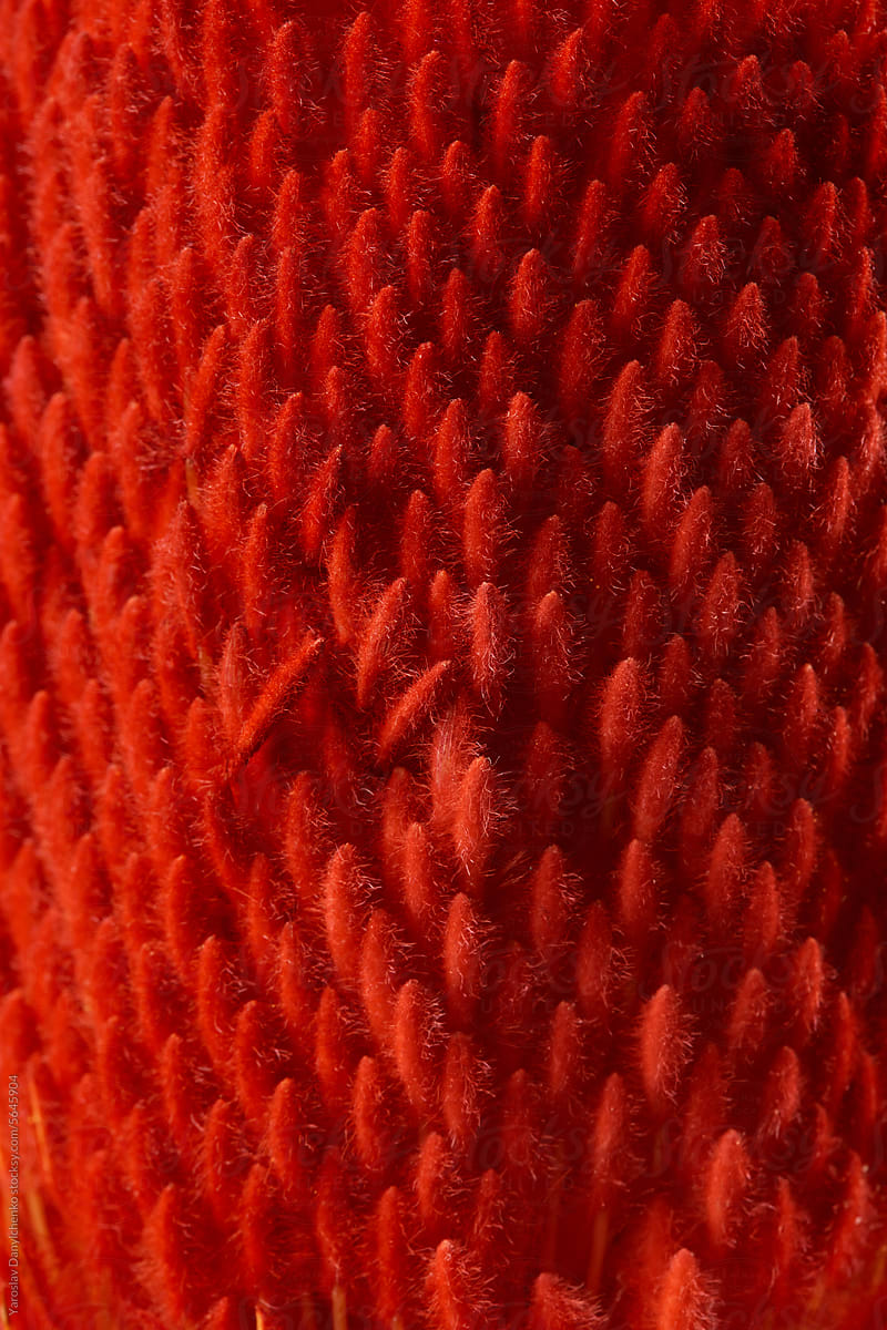Red banksia hookeriana creating natural seamless pattern