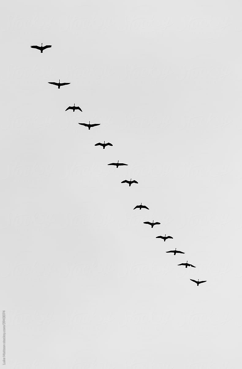 Bird Flock Flying North
