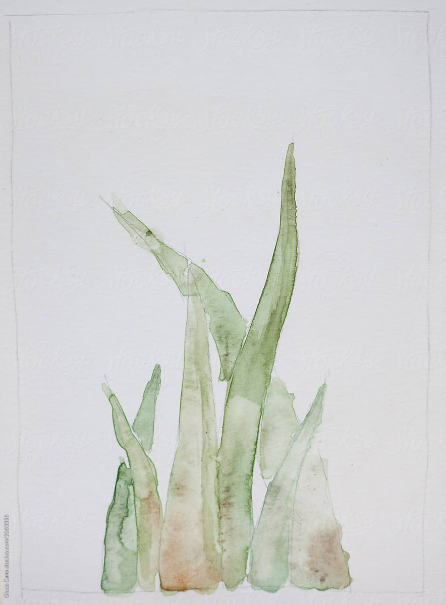 Succulent plant in watercolor