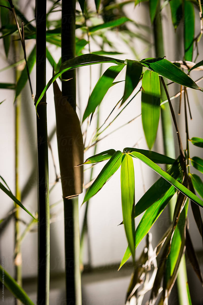 Bamboo at night