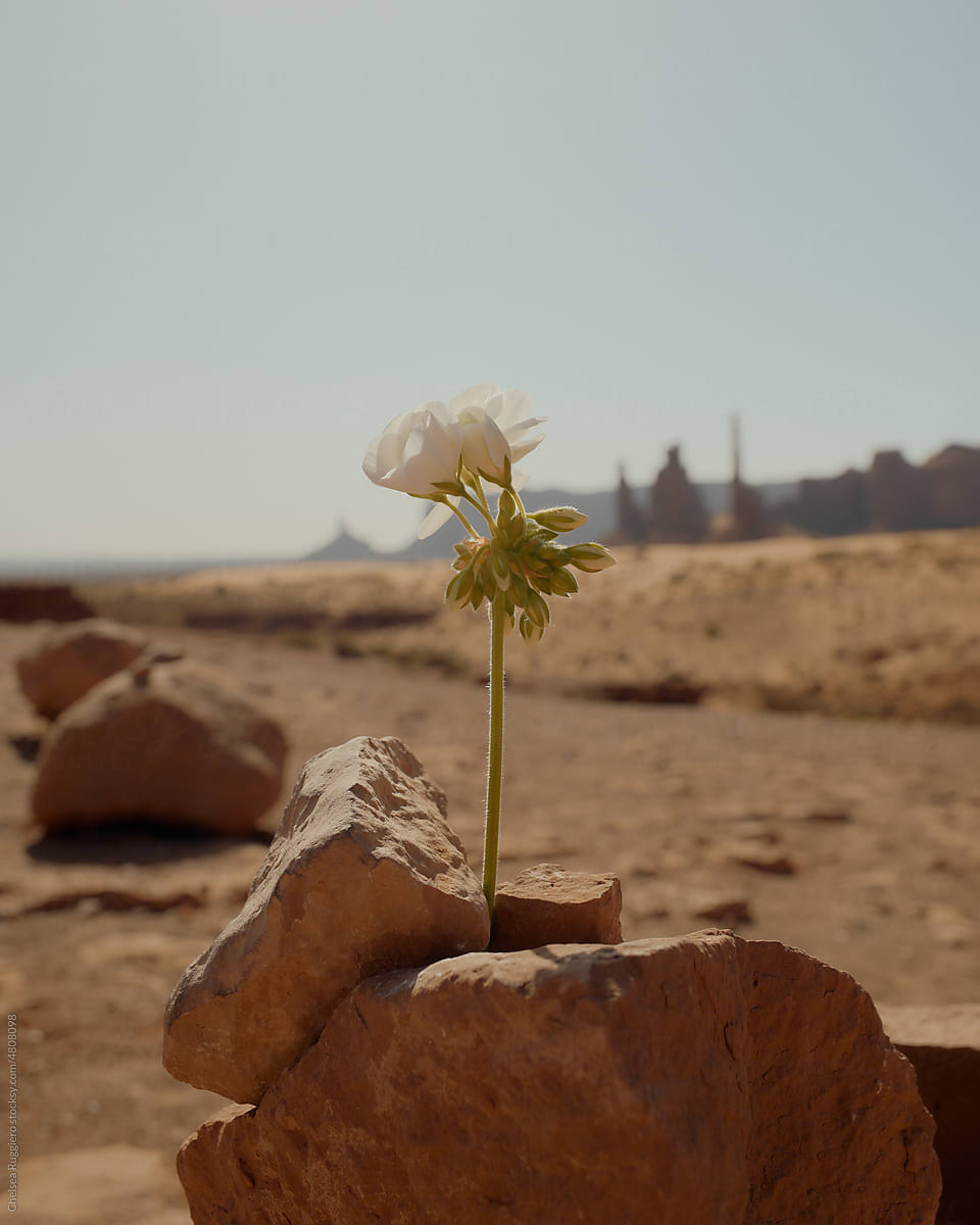 White geranium flower stuck between rocks in the desert