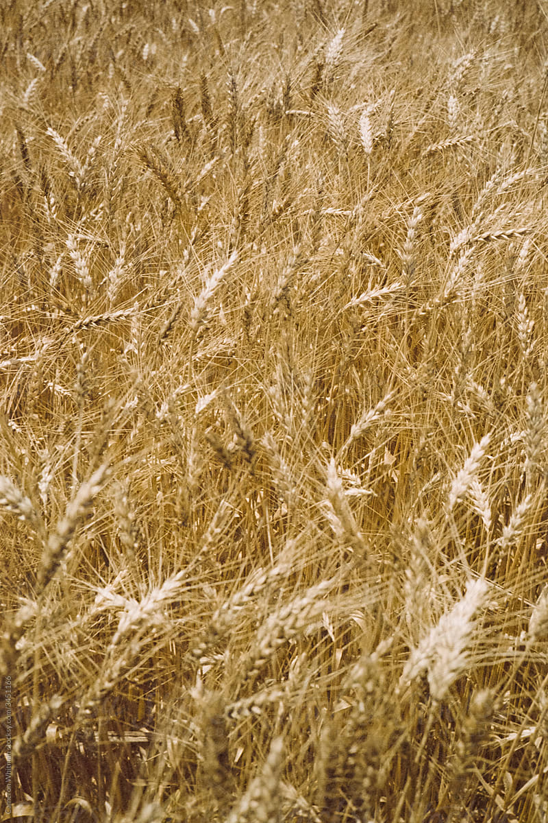 Golden Wheat Background