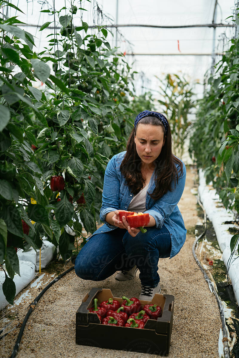 Young woman checking harvested bell peppers in hothouse