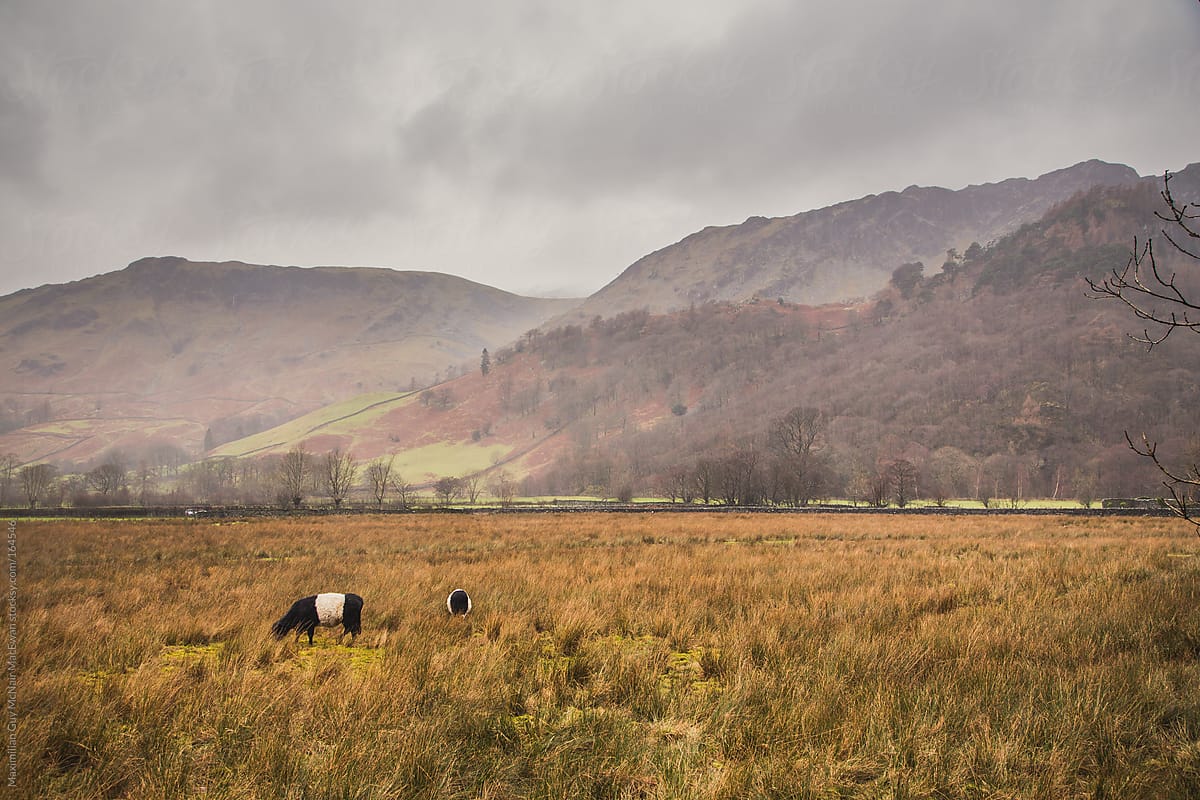 Cattle in a Autumnal field.