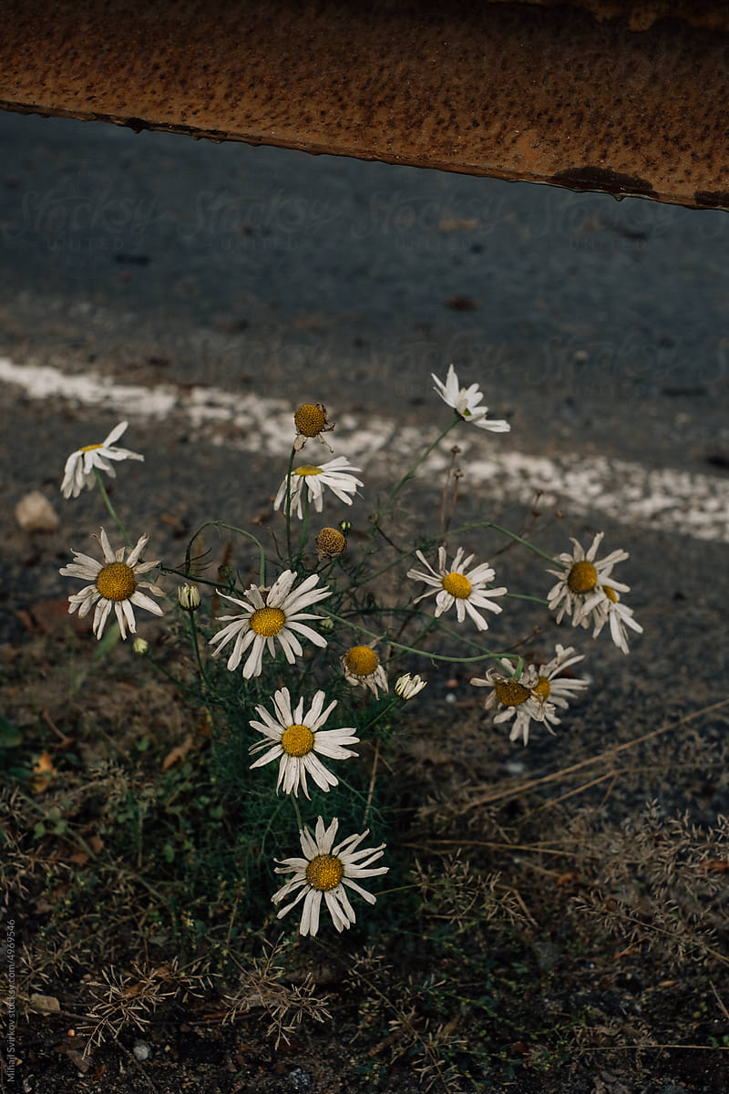 Withered chamomile flowers on the roadside