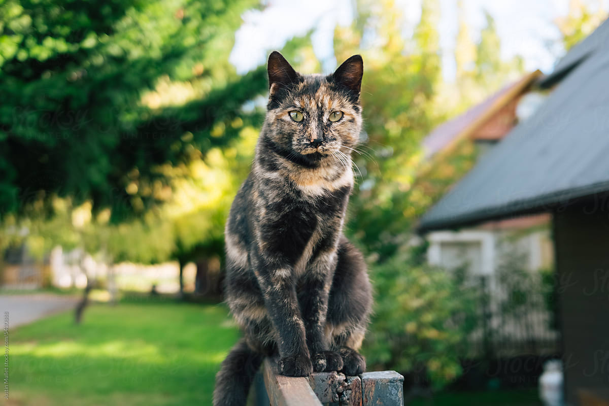 Cat on fence with inquisitive look
