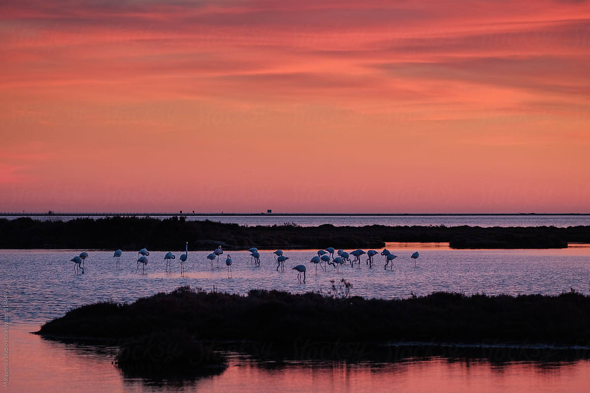 Sunset landscape with flamingos in lake