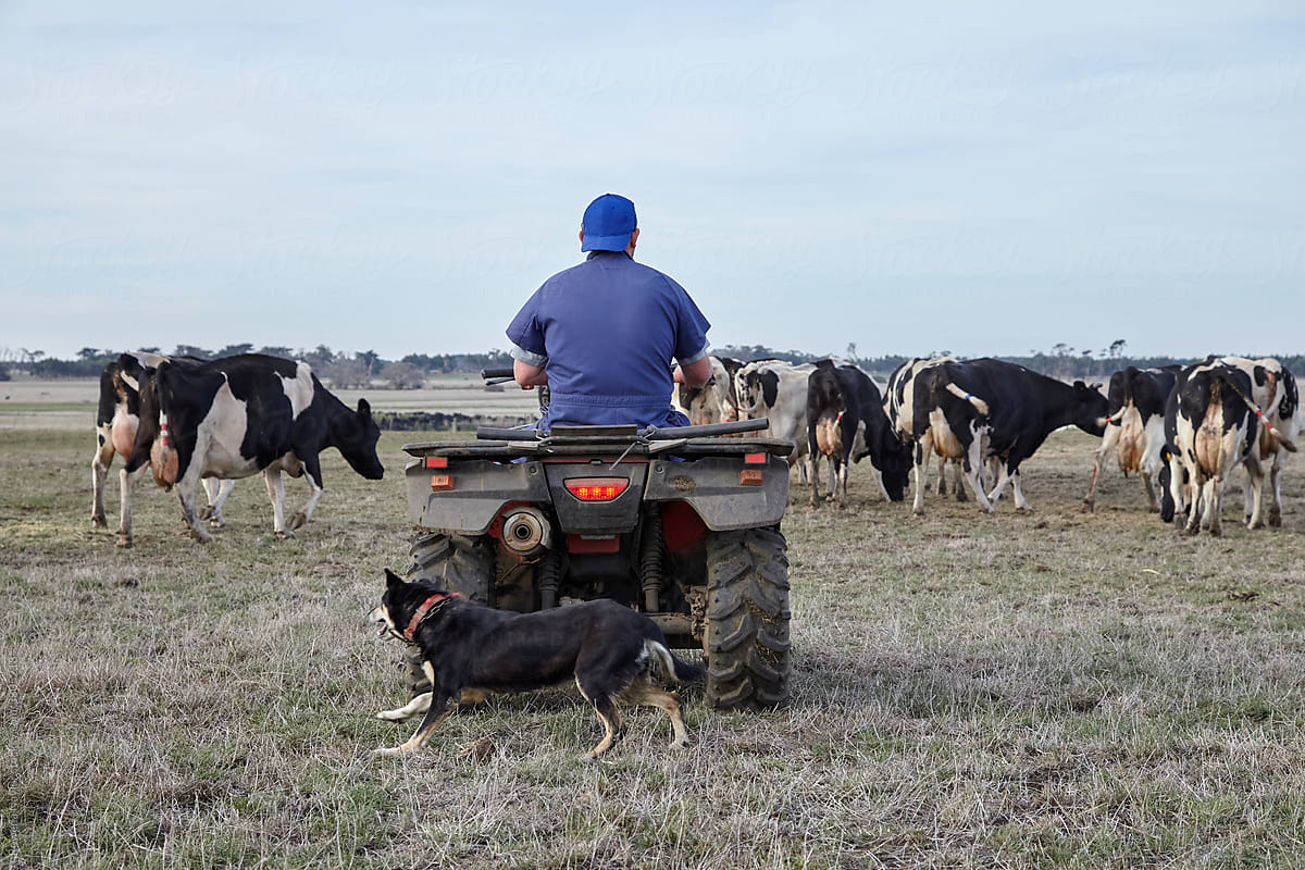 Dairy farmer on quad bike herding dairy cows