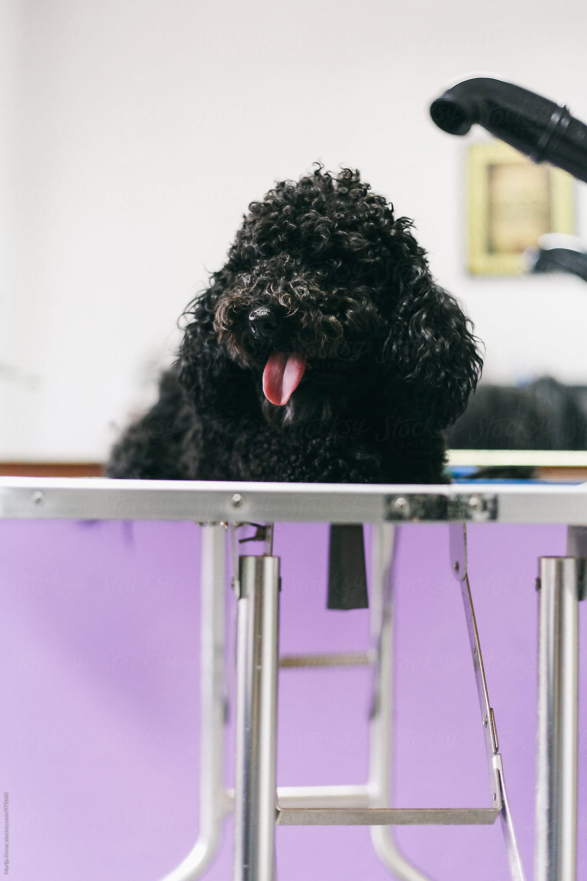 Poodle at the groomer