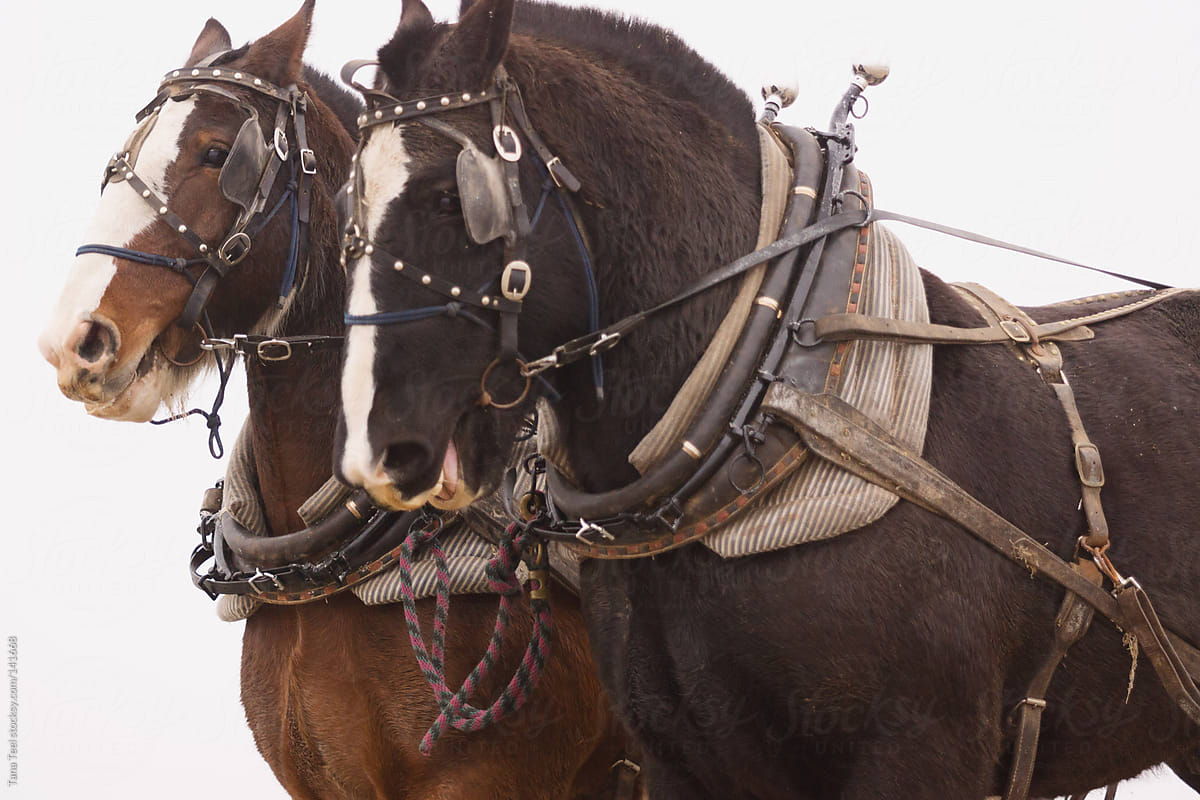 A pair of draft horses in harness
