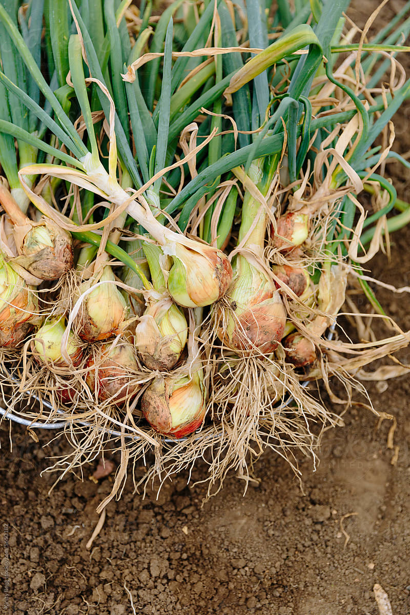 Harvesting onions on allotment garden in UK