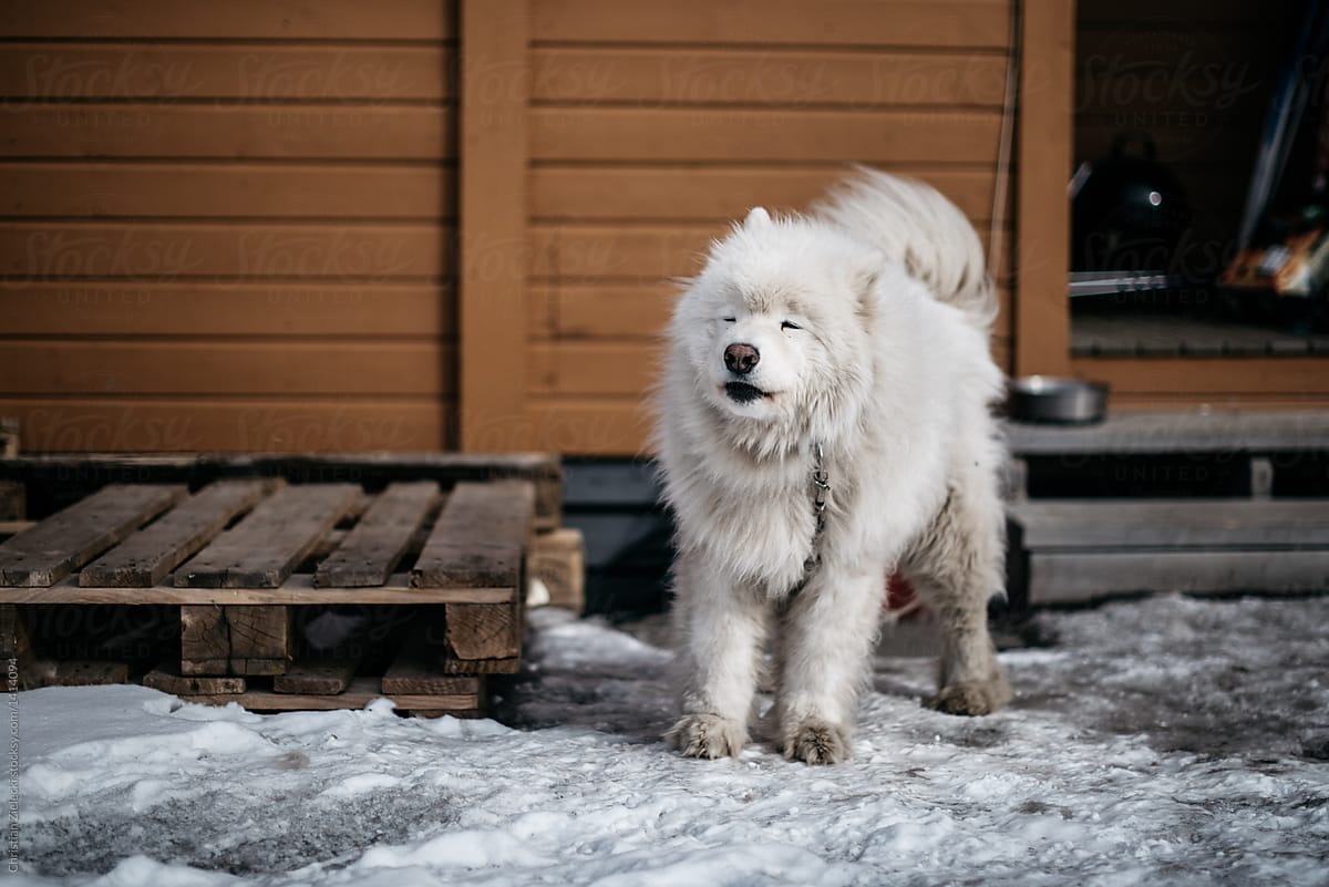White fluffy dog near Nordic house