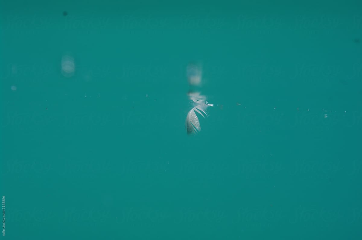 Feather under water surface