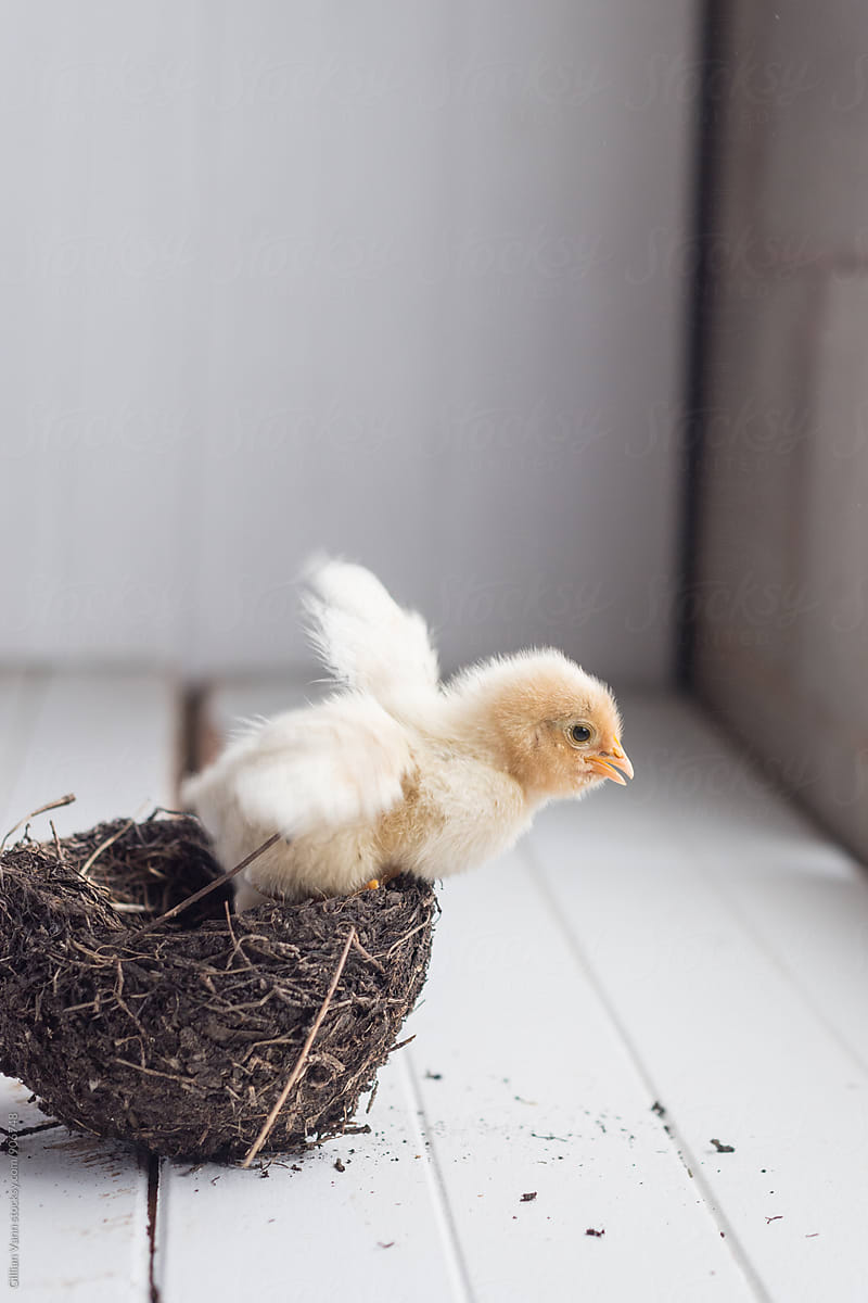 baby chick flying out of a nest