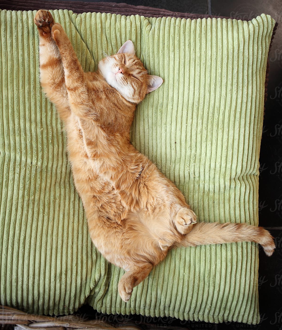 Ginger tom cat sleeping  on  a green cushion