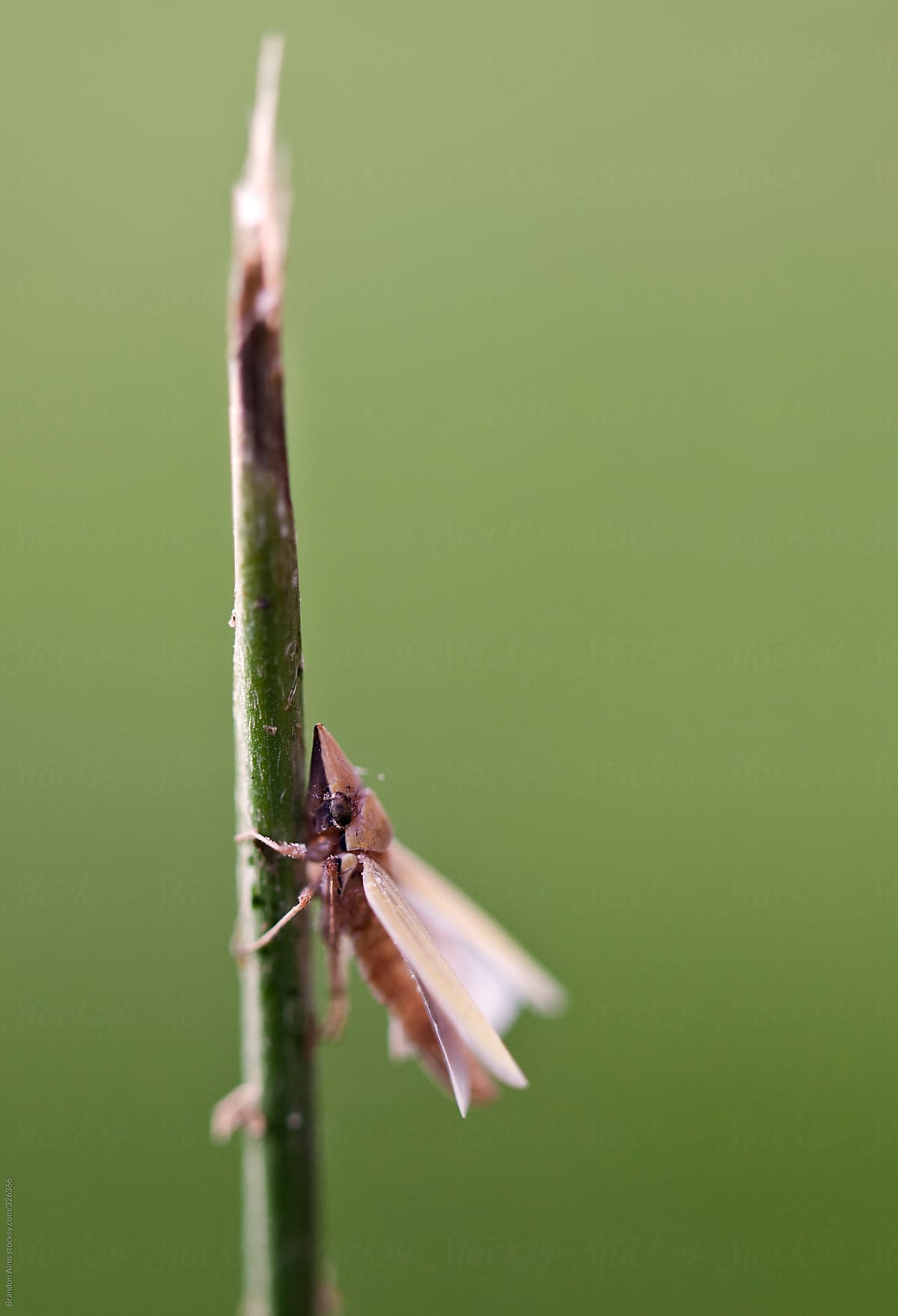 Tiny Leafhopper Insect on a Blade of Grass